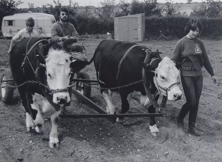 Image supplied by Jane Sargant: David Barton, Jean-Paul Jeanrenaud and Jane Bartlett (now Sargant) training the two oxen, Gunder and Frank in 1980/81 on the original DEV Farm (now the location of a Spire Hospital) Norwich