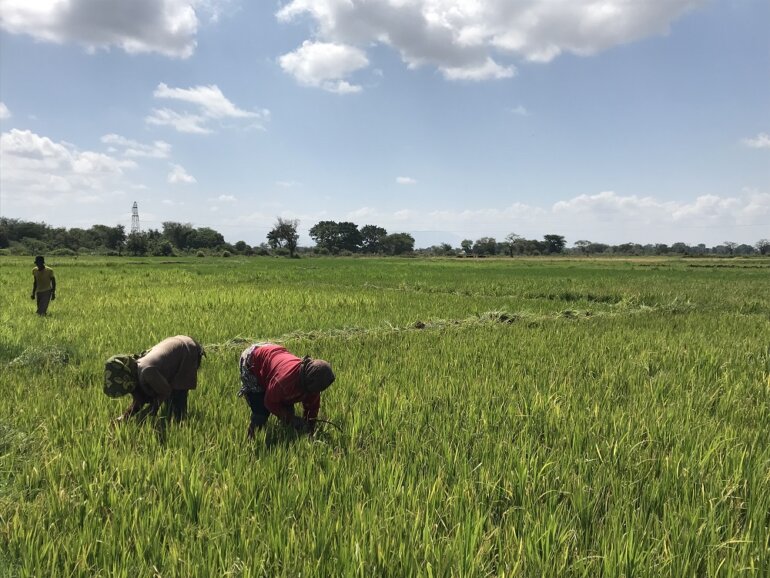 Land, Politics & Sustainability Study Group webinars